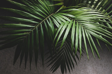 close-up of palm leaves from a plants in pots indoor by the window shot at shallow depth of field