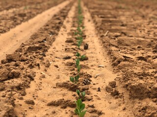 peanut seedling