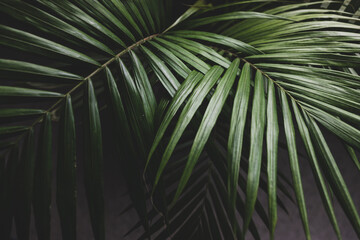 close-up of palm leaves from a plants in pots indoor by the window shot at shallow depth of field