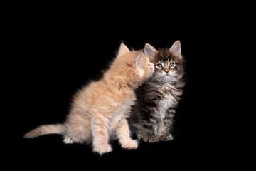 Fototapeta na wymiar cute maine coon kitten kissing another kitten or whispering in the ear on black background with copy space