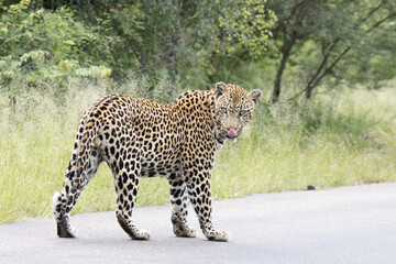 Kruger National Park:  Leopard walking in road