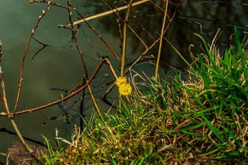 the shore of the pond is heavily overgrown with grass in the spring