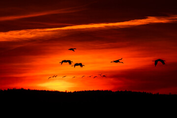 Fototapeta na wymiar Sunset with a flock of flying cranes