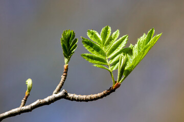 Newly opened leaves on a branch
