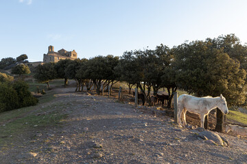 Working mules on the the top of La Mola Mountain in the Parc natural de Sant Llorenc del Munt i...