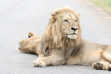Kruger National Park: male lion in middle of road