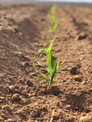 emerging corn