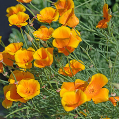 Orange blühender Kalifornischer Mohn, Eschscholzia californica