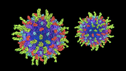 Herpes simplex virus