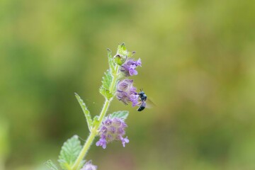 bee on a flower
