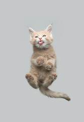 bottom view of beautiful maine coon kitten resting on glass table licking yummy treats with copy...
