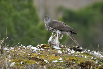 Azor en el suelo se come una presa