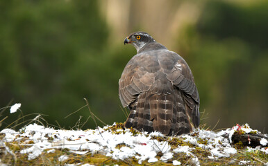 Obraz premium Azor en el suelo se come una presa