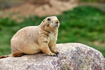 prairie dog sitting on the rock