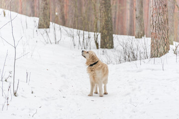 White Golden Retriever in the Snow in Latvia