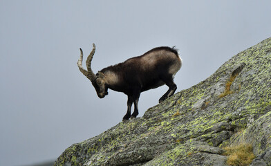 Macho montés en la sierra de gredos sobre las rocas