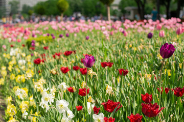 Obraz na płótnie Canvas Amazing green garden with purple tulip close up, beautiful spring time