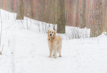 White Golden Retriever in the Snow in Latvia