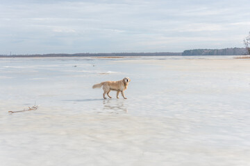White Golden Retriever on a Frozen Lake in Latvia