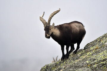 Macho montés en la sierra de gredos sobre las rocas