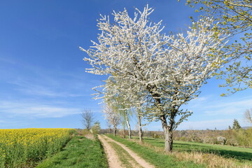 Frühling