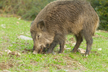 Wild boar (Sus scrofa), mammal eating fresh grass in the meadow with green background