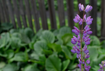 Lupinus or lupine flower close up with blurred background