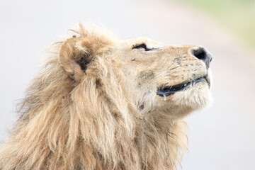 Kruger National Park: portrait of a male lion