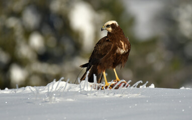 águila lagunaro hembra en un día nevado
