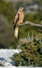 Un milano real posa sobre una rama