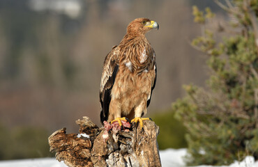 Joven aguila imperial posa sobre una atalaya