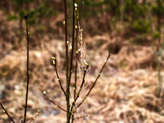 young leaves on a branch in spring