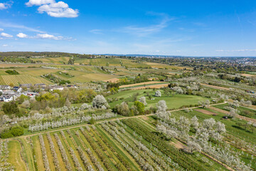 Bird's eye view of blooming cherry trees near Wiesbaden / Germany on a sunny spring day 