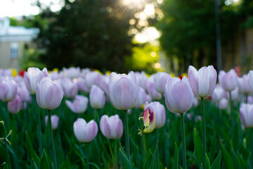 Garden with amazing white tulips, tulip field with sun beam
