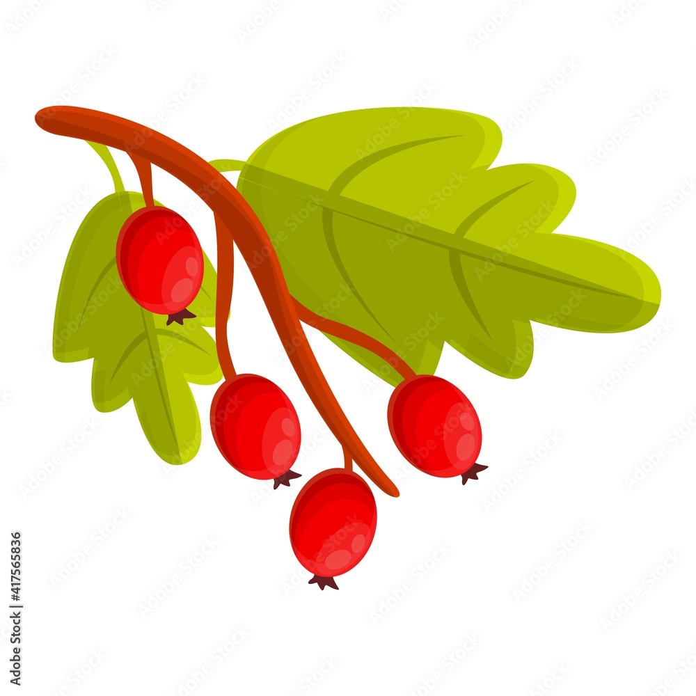 Poster branch hawthorn icon. cartoon of branch hawthorn vector icon for web design isolated on white backgr