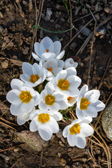 Delicate petals of white crocuses against background of dark earth, stones and cones. Close-up. Selective focus. Winter sunny day. Crocus petals glow in southern February sun.