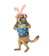 A beige dog in pink easter bunny ears is holding a easter egg with a chick inside. White background. Isolated.