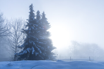 Eine Tanne im Gegenlicht mit viel Schnee und Nebel