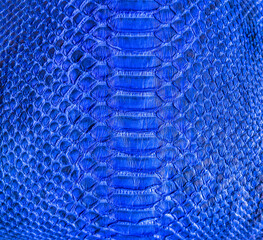Blue snake skin background, close-up texture picture - 417566045