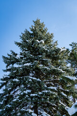 Blue Christmas tree against blue winter sky. Branches of Christmas tree in snow. Close-up. Evergreen landscaped garden in winter. Sunny February day. Nature concept for landscape design.