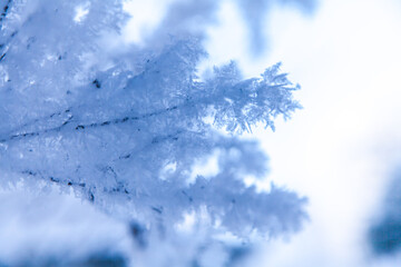 Gefrorener Raureif in weis im Winter