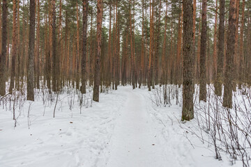Snowy Path in a Pine Forest in Northern Europe