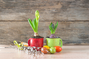 Beautiful easter holiday still life. Hyacinth growths in two red and green mugs, easter eggs and bouquet of willow on wooden background.