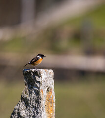 Saxicola rubicola (Cartaxo comum) a beautiful songbird in a field rock, Braga, Minho, Portugal.