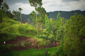 forest in the mountains