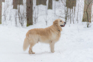 White Golden Retriever in the Snow in Latvia