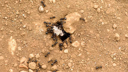 Ants at work, cooperation and teamwork