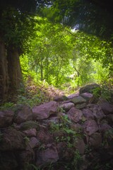 forest in the morning