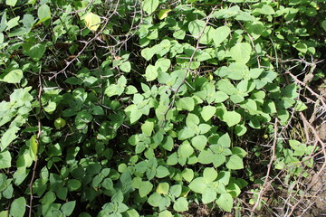 green leaves background