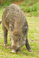 Wil boar ( Sus scrofa), winter-fur mammal eating grass in the meadow
